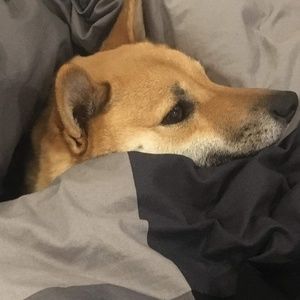 Meet your Posher, Ellis